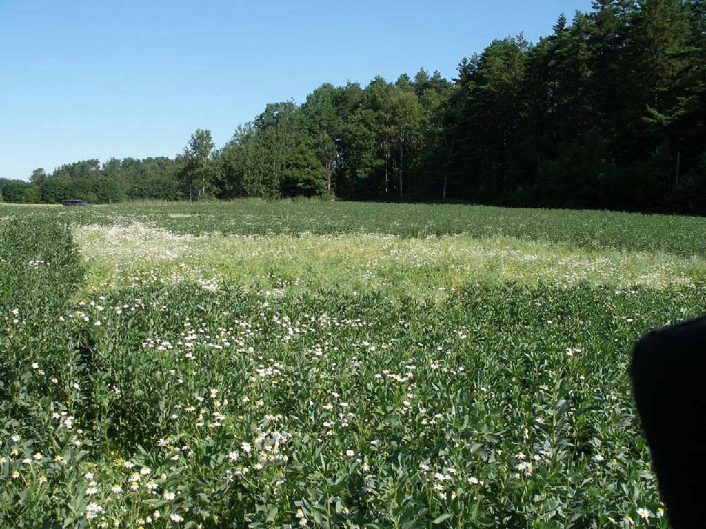 Figur 6. Försöket i Tanumshede i juli 28. 6 5 skörd (kg/ha) 4 3 2 skörd tot skörd trind 1 Marcel Paloma Marcel + Paloma + Figur 7. Avkastning (kg/ha).