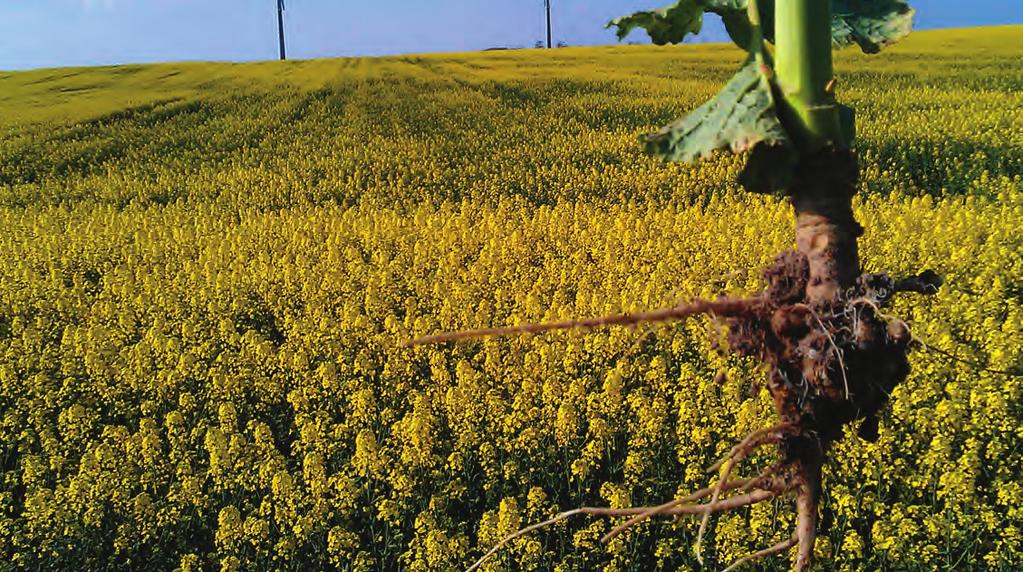 Hybrider som skyddar mot kumprotsjuka Som en viktig de av Syngentas förädingsprogram utveckas också kumprotresistenta sorter.