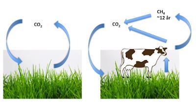 Hur kan metan från kor orsaka
