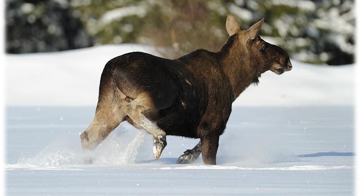 Älgbetesinventering 2018 ÄFO: Norrbotten 5 Län: Norrbottens län Kartan visar områdets avgränsning samt det stickprov av kilometerrutor där inventering i ungskog har skett.