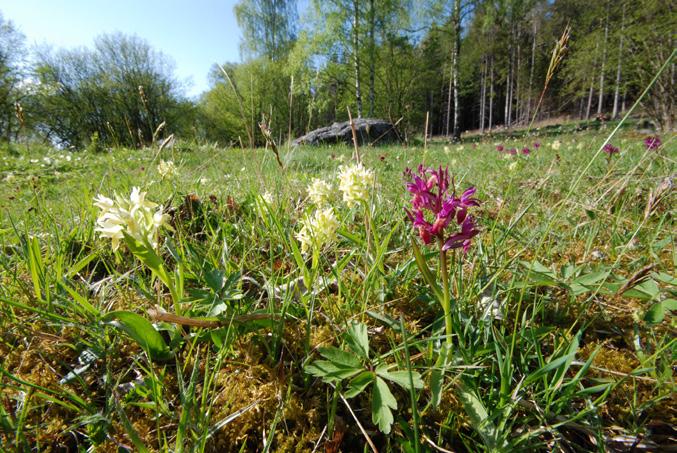 Plats: Mora torp, Lina naturreservat Hitta hit: Buss 787, hållplats Linavägen.