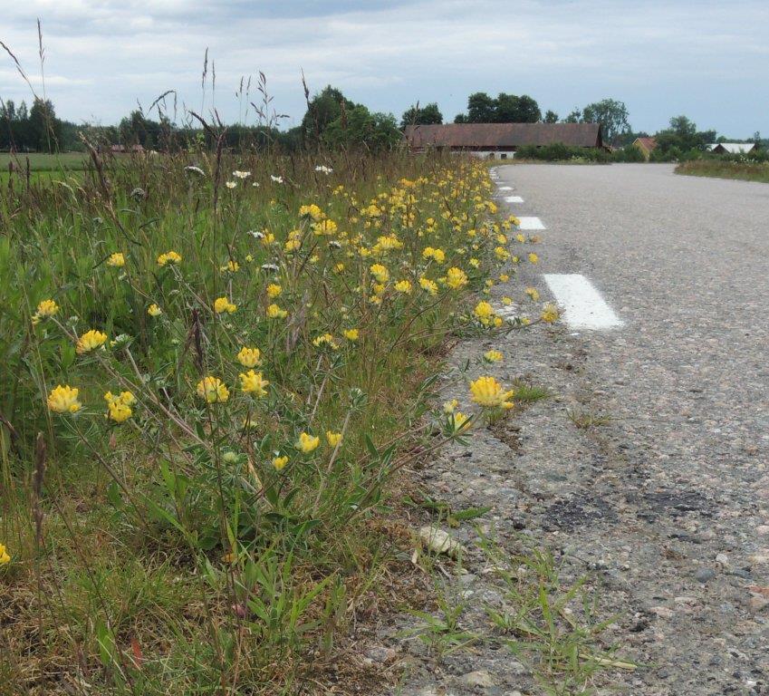 nektarväxter, även om de varierar över gården. Längs vägen vid Övratorp är vägkanten särskilt rik med röd- och vitklöver, ljung och käringtand.