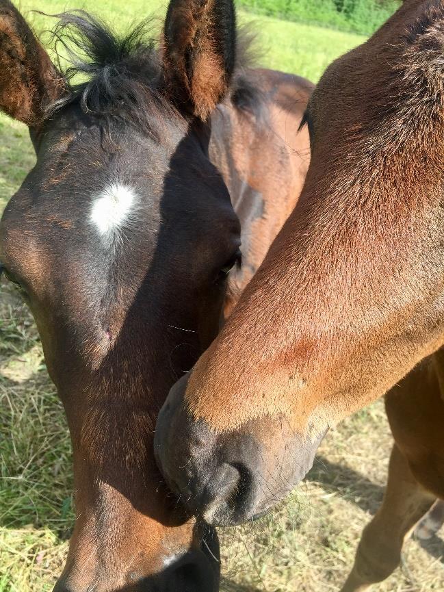 Fakulteten för veterinärmedicin och husdjursvetenskap Institutionen för husdjurens miljö och hälsa, avdelningen för etologi och djurskydd Tidig hanteringsträning (