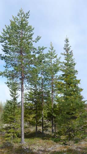 Lönsam naturvård Skörda mogna träd. Befria gamla småträd. Plantera i luckor. Mats Hagner 2009-09-23 1992 2009 Foto 1.