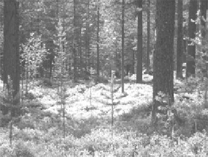 Naturligt skiktade skogar innehåller omogna träd som ger god ränta efter friställning Emellertid är de flesta slutavverkningsskogar mindre intensivt skötta och därmed skiktade.