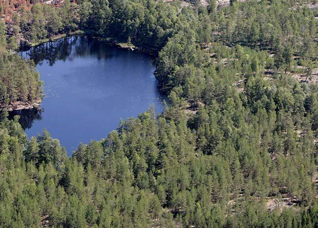LEVANDE SKOGAR 12 Barrskog Barrskogen täcker över hälften av landarealen och är i Mälarmården och Kolmården helt dominerande.