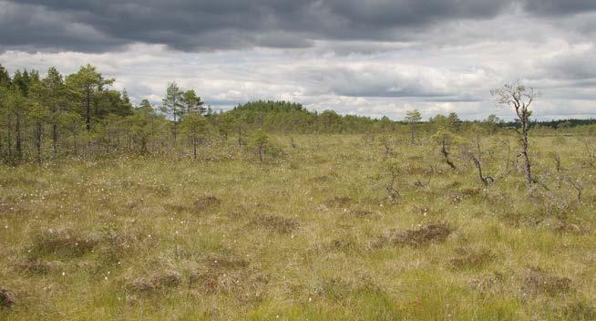 GRUNDUPPGIFTER OM FYSISKA FÖRUTSÄTTNINGAR 6 FIGUR 10. Från Fjällmossens naturreservat i Kolmården. Foto Karl Ingvarson, Länsstyrelsen i Södermanlands län. 6.1. Generell beskrivning Södermanlands län har ett mycket varierat och skiftande landskap.