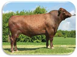 Demarco PP* Simmental 10.603.207 born: 07.03.2015 Breeder: Arndt & Sohn GbR, Bottmersdorf, Germany A.I.