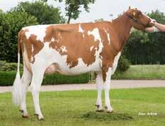 han är inte bara väldigt exteriört på både kropp, ben och juver med RZE 131! Han ger också lätta kalvningar, lynne och är positiv på mjölkbarhet.
