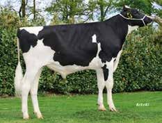 Nugget RDC Stmb nr 136 Kod nr 9-7586 F: Numero Uno M: Saskia VG-85 Snowboard Stmb nr 386 Kod nr 9-7720 F: Snowman M: Cayenne VG-88 MF: Destry MM: Saskia VG-87 MF: Gibor MM: aha Carla EX- MMF: Lawn