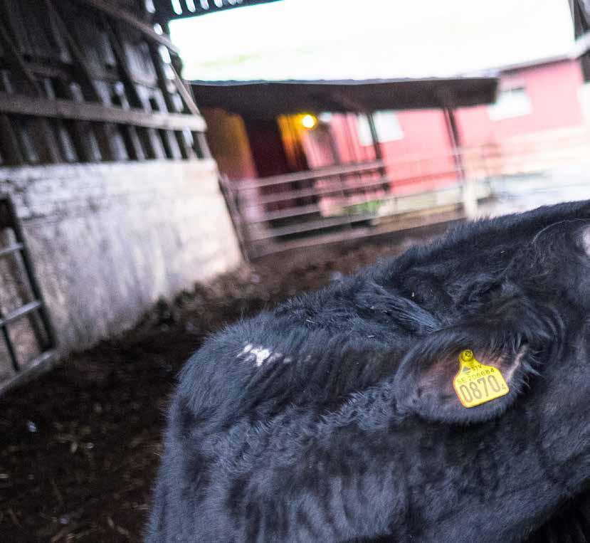 Besök på Skrämsta går går på torvströ Torv till djuren innebär många fördelar, allt från renare luft och djur till enklare hantering.