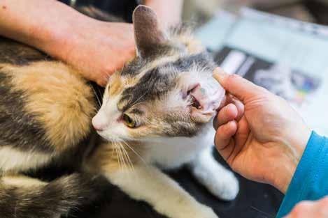 (Bea) har planerat för henne och det kan handla om allt från att kastrera hankatter till att följa upp en pågående behandling av en katt.