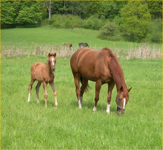 Beteendestörningar hos häst enkätundersökning riktad till hästuppfödare i Västra Götalands län Horses and behavioural problems A questionnaire answered by horse breeders in the county of Västra