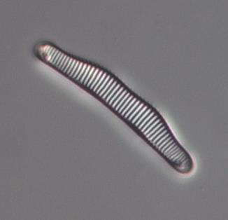 Kiselalgssamhället dominerades (66 %) av artgruppen Achnanthidium minutissimum (group II) som finns i näringsfattiga till måttligt näringsrika, men ej sura vatten.