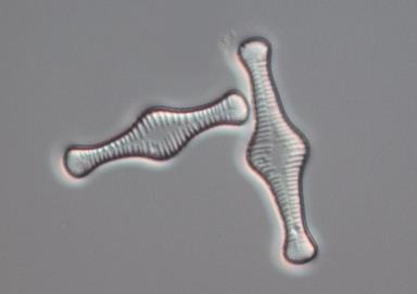 Den är också en s.k. primärkolonisatör, som enligt tidigare erfarenheter kan massutvecklas (85-90 %) efter perioder med stora variationer i vattenflödet, bl.a. nedströms dammanläggningar, som medfört uttorkning eller omlagring/renspolning av substraten.