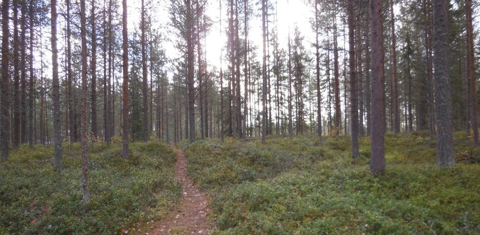 1.5.2.1 Offentlig och kommersiell service Viss offentlig och kommersiell service finns i Jävre, 7 kilometer söder om planområdet.