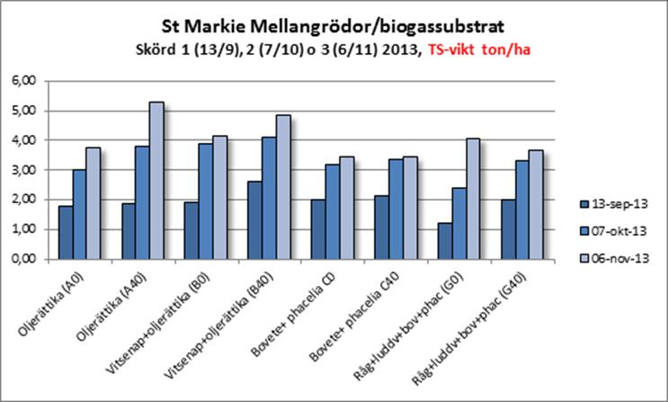 Sommarmellangrödan växer mellan två huvudgrödor - Fångar in kväve och producerar biomassa Skördas på