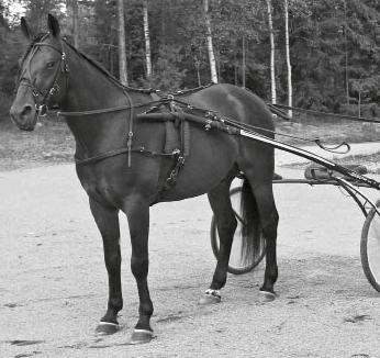 Huvudutrustning Huvudlag ska vara komplett med nosrem, ganaschrem och pannband. Huvudlag, tömmar, seldon och remmar ska vara av läder eller motsvarande icke-elastiskt material.