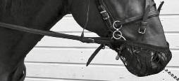 se framåt. Det är viktigt att kontrollera att hästens möjlighet att se rakt fram inte hindras när den är uppcheckad.