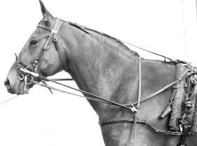 Huvudstång hindrar hästen från att hålla huvud och hals snett.