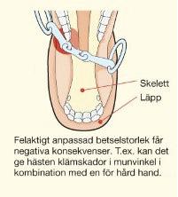 En vanlig uppfattning är att hästar med öm och kanske till och med skadad mun är extra känsliga för signaler via bettet och fina att köra eller rida. Ofta är det dock precis tvärtom.