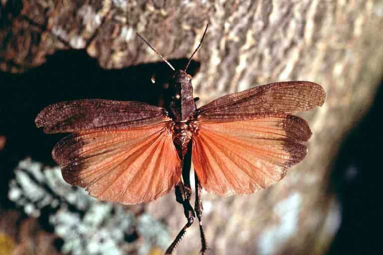Artfakta Beskrivning av arten Trumgräshoppan är en kraftig gräshoppa i storleksordningen 23 40 mm, där honan är tydligt större än hanen.
