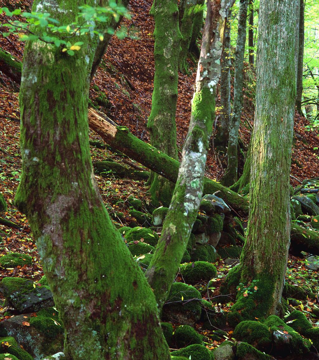 8 ÄDELLÖV Inventeringarna visade att de rödlistade mossorna och lavarna ställer höga krav på både träd och bestånd. Träden behöver vara gamla, helst över 180 år.