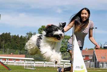 Hund Har du ett stort hundintresse och vill lära dig mer om hundar? Vi erbjuder en rolig och spännande gymnasieutbildning där hunden är i fokus.