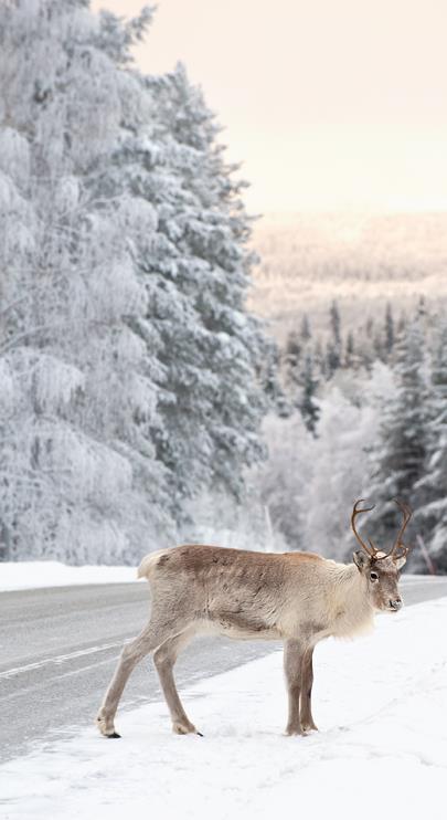 Synpunkter lämnas senast 3 december till: Trafikverket Ärendemottagningen Box 810 781 28 BORLÄNGE e-post: investeringsprojekt@trafikverket.