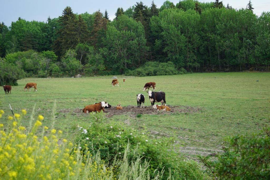 Betesmark i närheten av position 8. Åarna fungerar som utmärkta leder för fladdermöss, men också som jaktområden. Särskilt gäller detta vattenfladdermöss, vilka alltid jagar tätt över vattenytan.