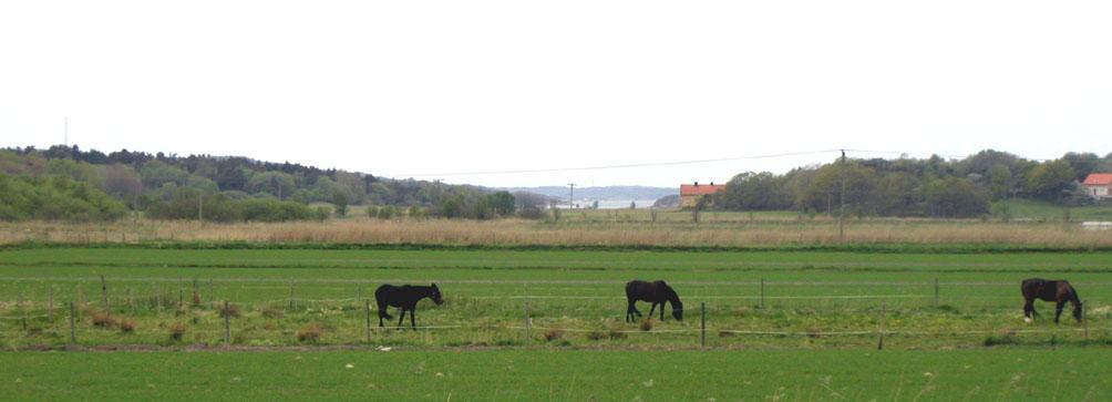 FÖRUTSÄTTNINGAR Dagvatten