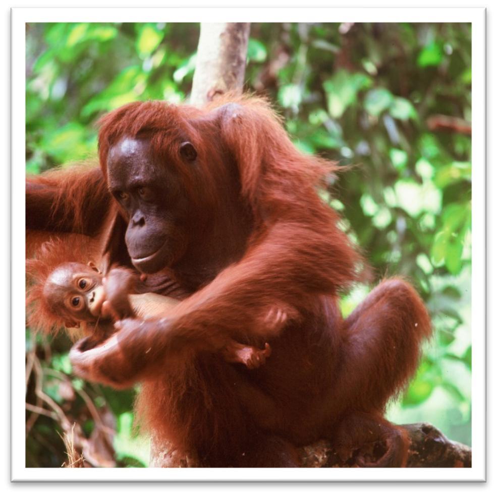 Be eleverna arbeta i mindre grupper där de ska sätta upp fotografier på orangutanger och på mat som innehåller palmolja på ett stort papper och skriva ner frågor de har till varje fotografi (till
