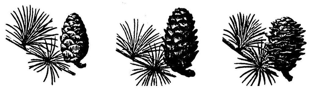 Figur 1. Kottar från Europeisk lärk (Larix decidua), Hybridlärk ( Larix eurolepis) och Japansklärk (Larix kaempferi) (Mitchell 1974).