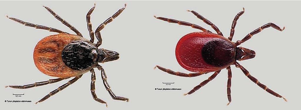 Figur 1. Till vänster Ixodes ricinus och till höger Ixodes persulcatus. Individerna är fullvuxna honor. Figur: Veikko Rinne, Åbo universitet.