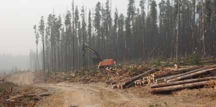 I västra Kanada har skogsbruket sett denna förändring leda till ökade insektsangrepp och bränder i över 20 år.