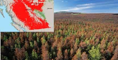 Bränder är en naturlig störningsfaktor i barrskog. 2015 brann det ca 13 800 ha i Västmanland och sommaren 2018 brann ca 25 000 ha totalt i Sverige.