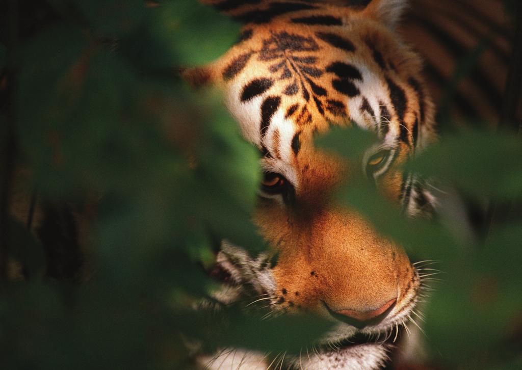 HANDLEDNING TIGERBERÄTTELSER Staffan Widstrand / WWF Aktiviteter för årskurs 1 5 ÖVERSIKT Tigrar! De stryker omkring, vackra och mäktiga.