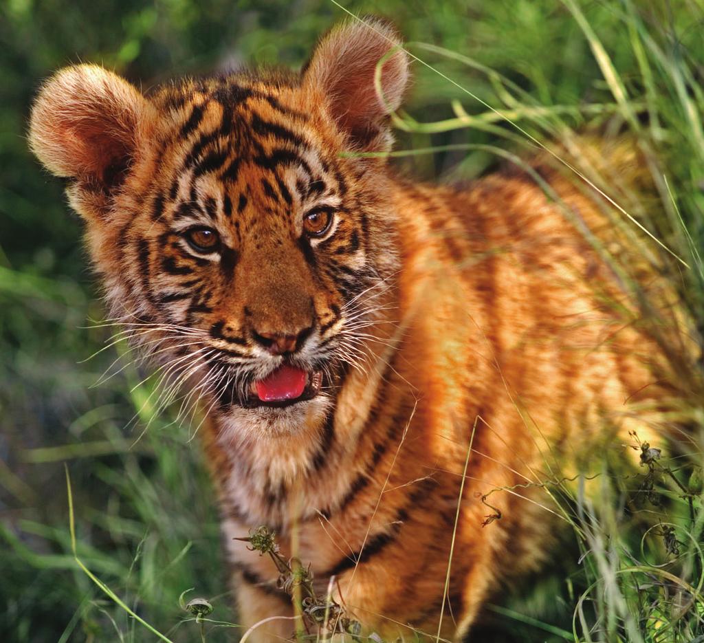 Under det senaste århundradet har antalet vilda tigrar minskat med över 95 %!