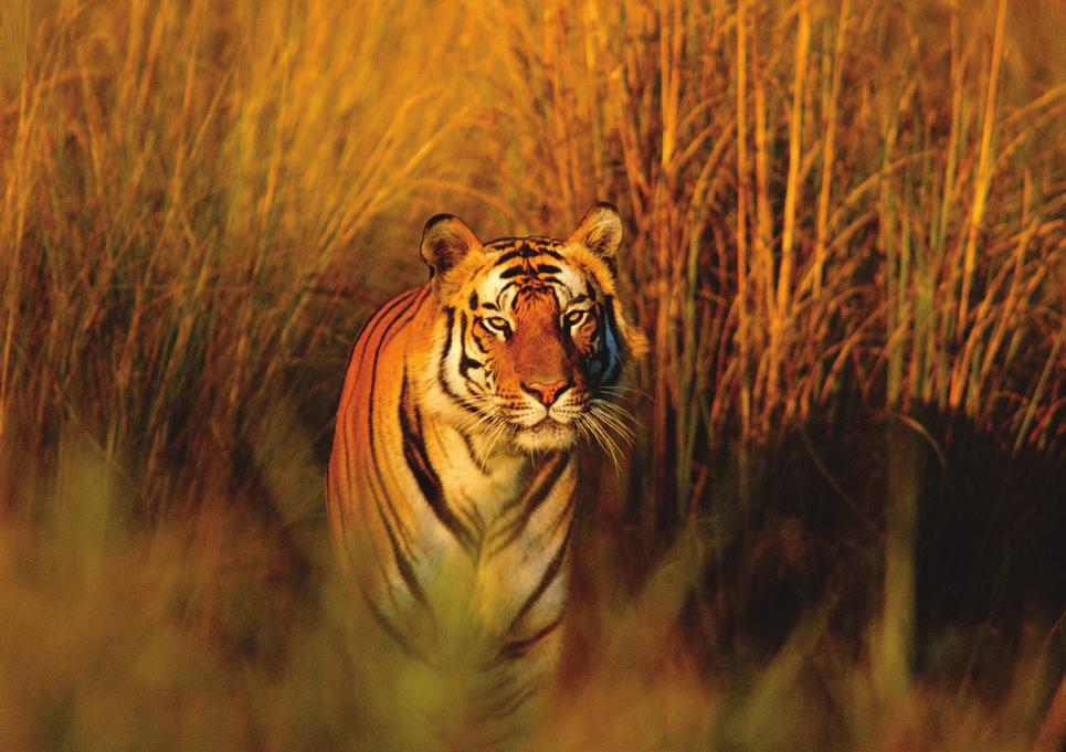 fantasi och berättarförmåga för att beskriva hur det skulle kännas att möta en tiger ute i det vilda.