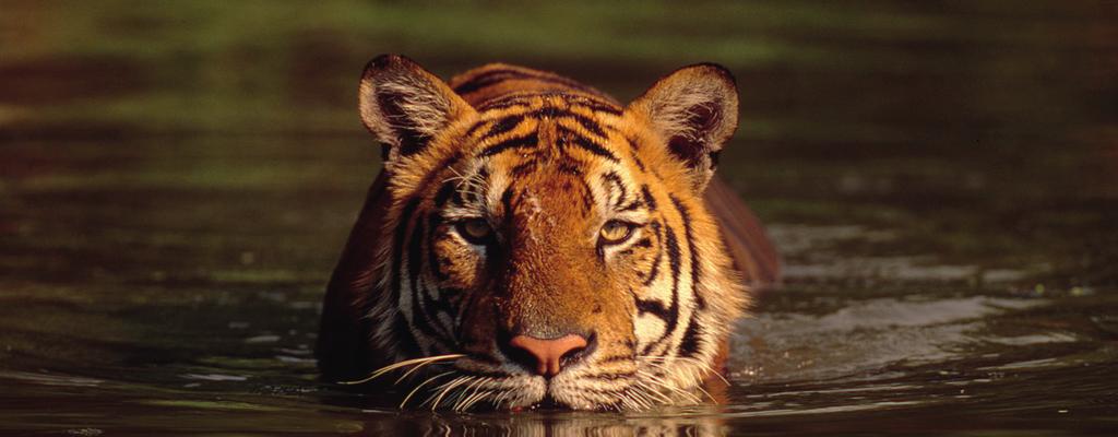 Martin Harvey / WWF FYR A Nyhetsrapportering Översikt I den här övningen ska eleverna ta reda på mer om tigern och de faror den står inför.