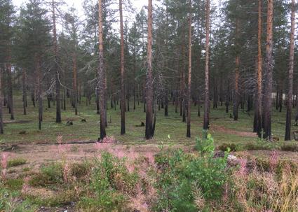 Utebliven svamp Söndag 5 augusti Årets första höstexkursion och som vanligt samlades vi på Parkettens parkering, Dagen inleddes med ett strålande väder.