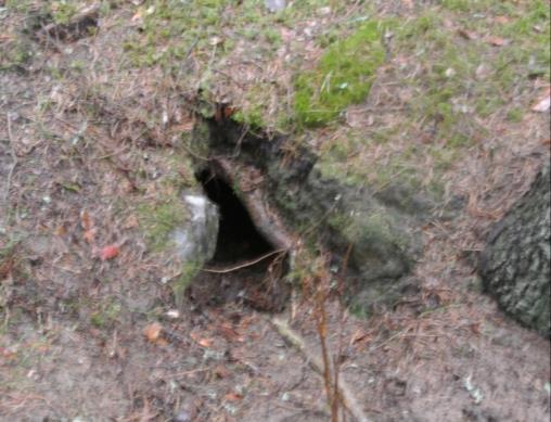 9 som förekommer rikligt i område 2 ta hänsyn till nyckelbiotopen sumpskogen genom att lämna fastmarkskog runt denna enligt punkt E1.