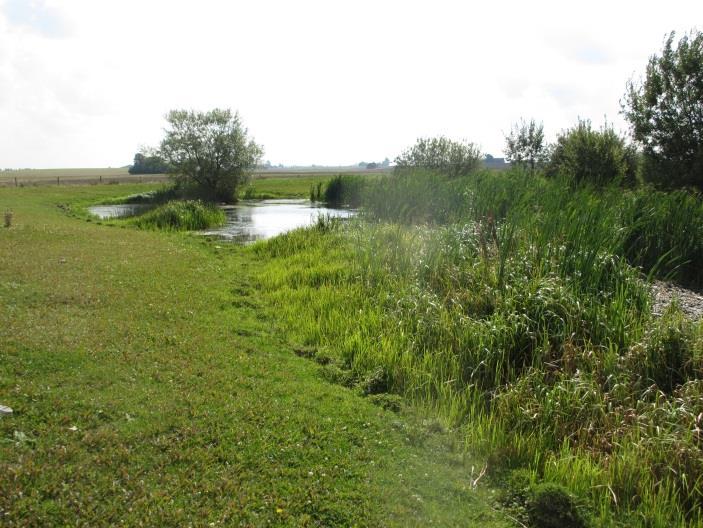 Detta beror troligen på en varierad miljö, med en mindre och en större damm, båda med en rik undervattens- och övervattensvegetation, omgärdat av betesmark med lite buskar.