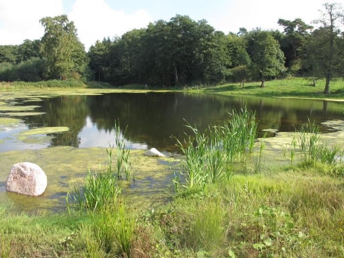 Vattnet var mycket grumligt och saknade undervattensvegetation, vilket troligen beror på dammens fiskfauna. Damm H73, Alberta Dammen har inte inventerats tidigare.