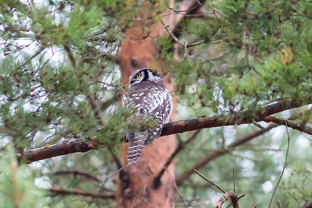 Berguv (Bubo bubo) Häckning: En säker och fyra möjliga häckningar finns inrapporterade med en jämn fördelning över landskapet. Övriga fynd: 1 ex Kråkenabben 9.5 (Thomas Nilsson).