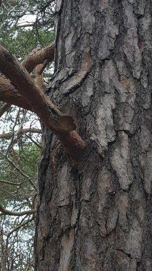 5.1 Naturvärdesobjekt Naturvärdesobjekt 1 Klass 3, påtagligt naturvärde Naturtyp: Skog och träd Biotop: Barrblandskog Beskrivning: Objektet utgörs av en barrblandskog med äldre tallar ca 150-200 år.