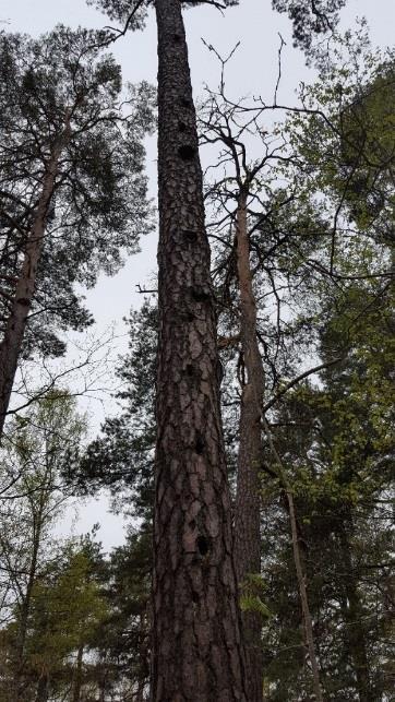 Naturvärdesobjekt 5 Klass 2, högt naturvärde Naturtyp: Skog och träd Biotop: Barrblandskog Beskrivning: Objektet utgörs av en barrblandskog med många grova gamla tallar på ca 200 år.