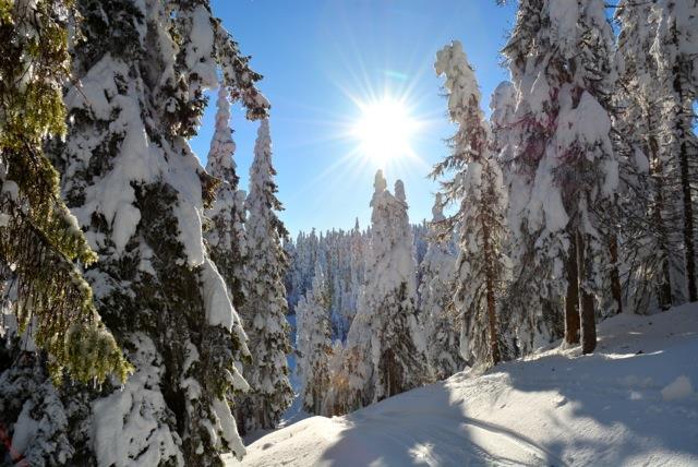 Verksamhet i skidklubben Styrelse Barn & Ungdom Junior Senior Skidor hela livet