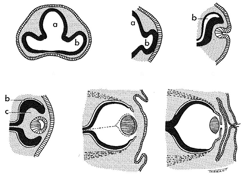 140902 Anatomi Ögon Embryologi Ytektoderm och neuroektoderm möts i ögat på ett speciellt sätt.