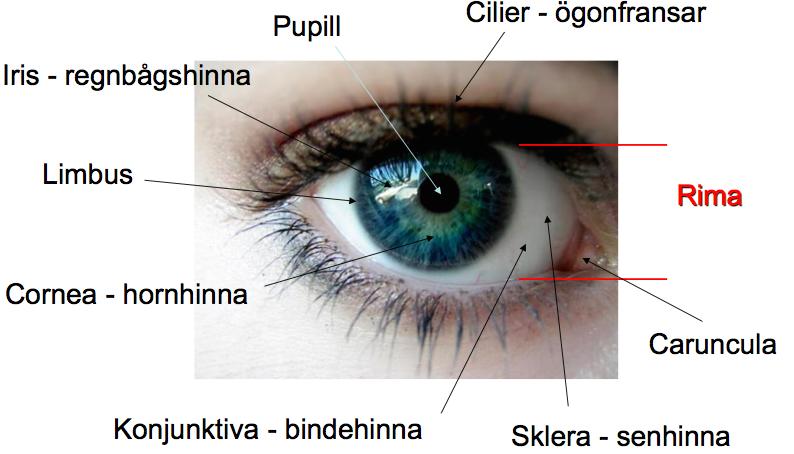 Ytanatomi Rima ögats öppning Cilier ögonfransar Iris regnbågshinnan Cornea hornhinnan Limbus gränsen mellan hornhinnan och sklera Konjunktiva bindehinna Sklera senhinna, det vita Caruncula den lilla